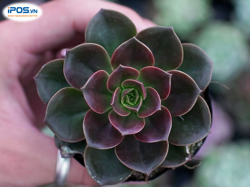 Những chủ quán mệnh Thổ nên trang trí cây sen đá nâu trong quán