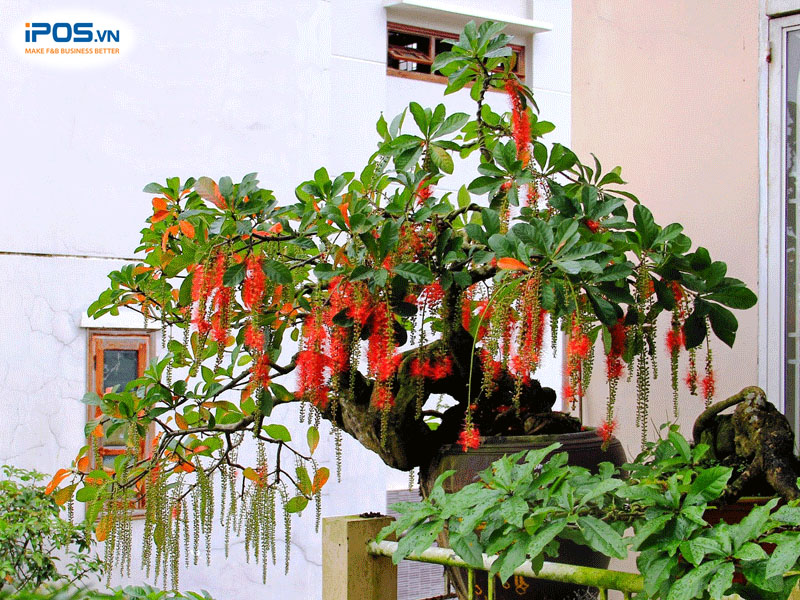Màu hoa đỏ của cây lộc vừng phù hợp với người mệnh hỏa