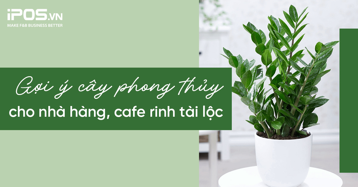 Gợi ý cây phong thủy cho nhà hàng, cafe rinh tài lộc