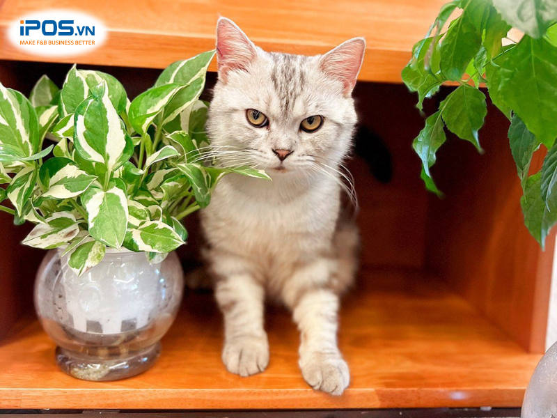 top-5-quan-cafe-thu-cung7