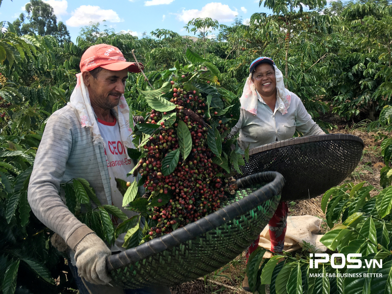 dự đoán giá cà phê 2023