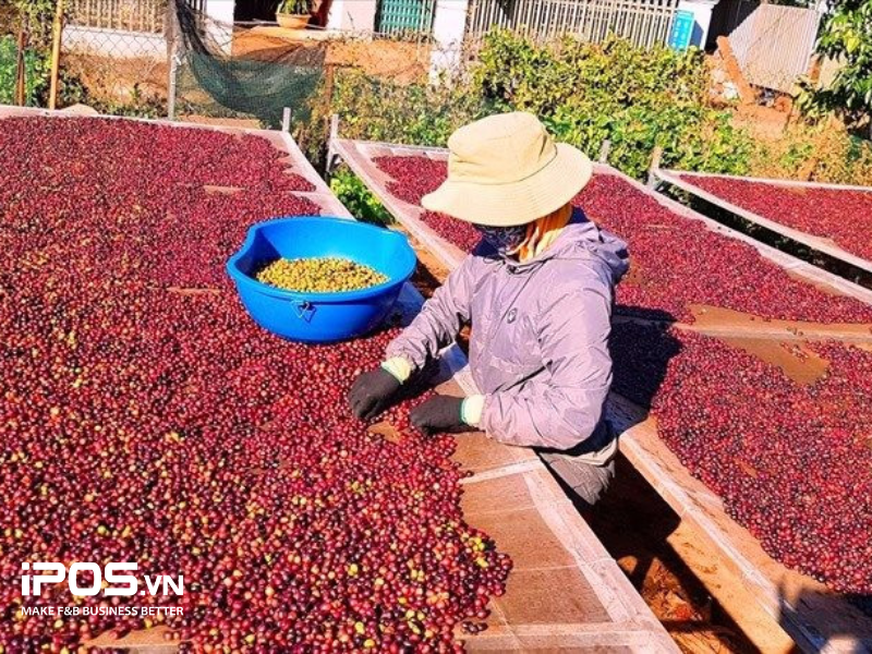 dự đoán giá cà phê 2023