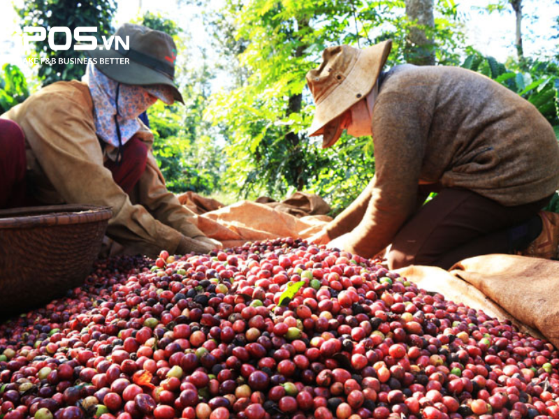 Giá cà phê tăng hay giảm do nhiều yếu tố khác tác động